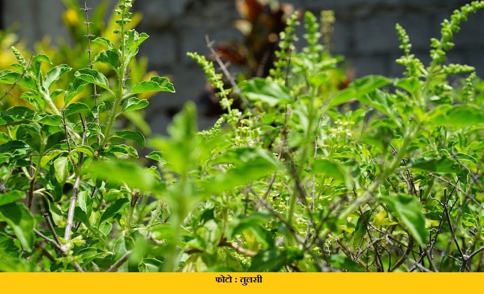 Tulsi Plant 