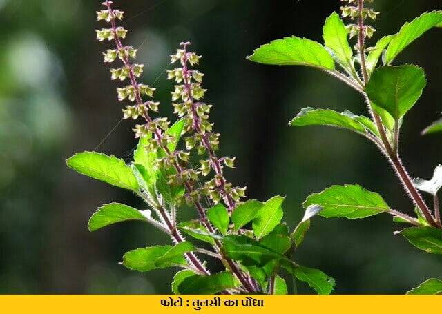 tulsi